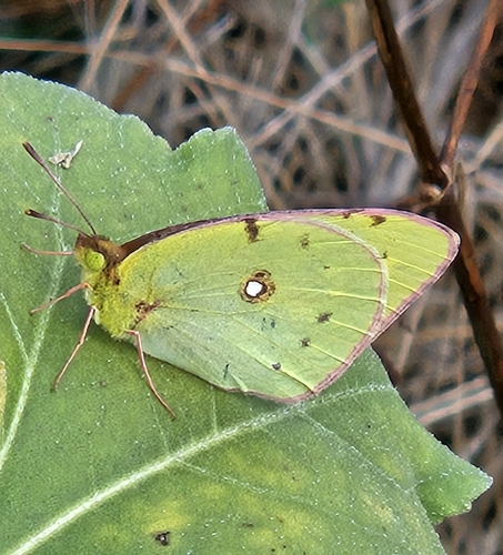 Clouded Yellow