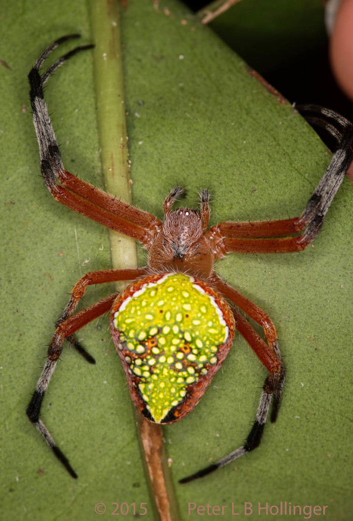 Pretty Orbweaver