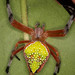 Pretty Orbweaver - Photo (c) Peter Hollinger, some rights reserved (CC BY-NC)