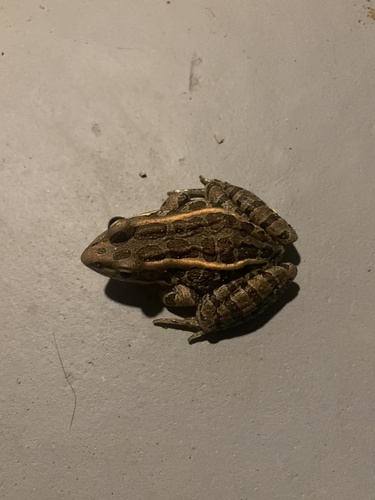 Pickerel Frog
