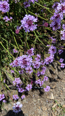 Glandularia lilacina
