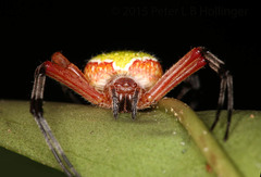 Eriophora nephiloides