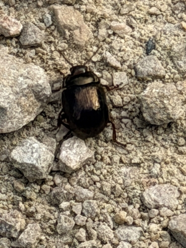 Bronze Beetle
