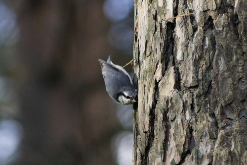 Eurasian Nuthatch