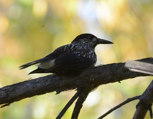 Northern Nutcracker