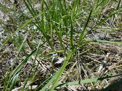 Carex sartwellii