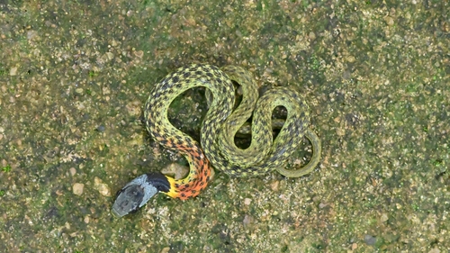 Heller's Red-necked Keelback