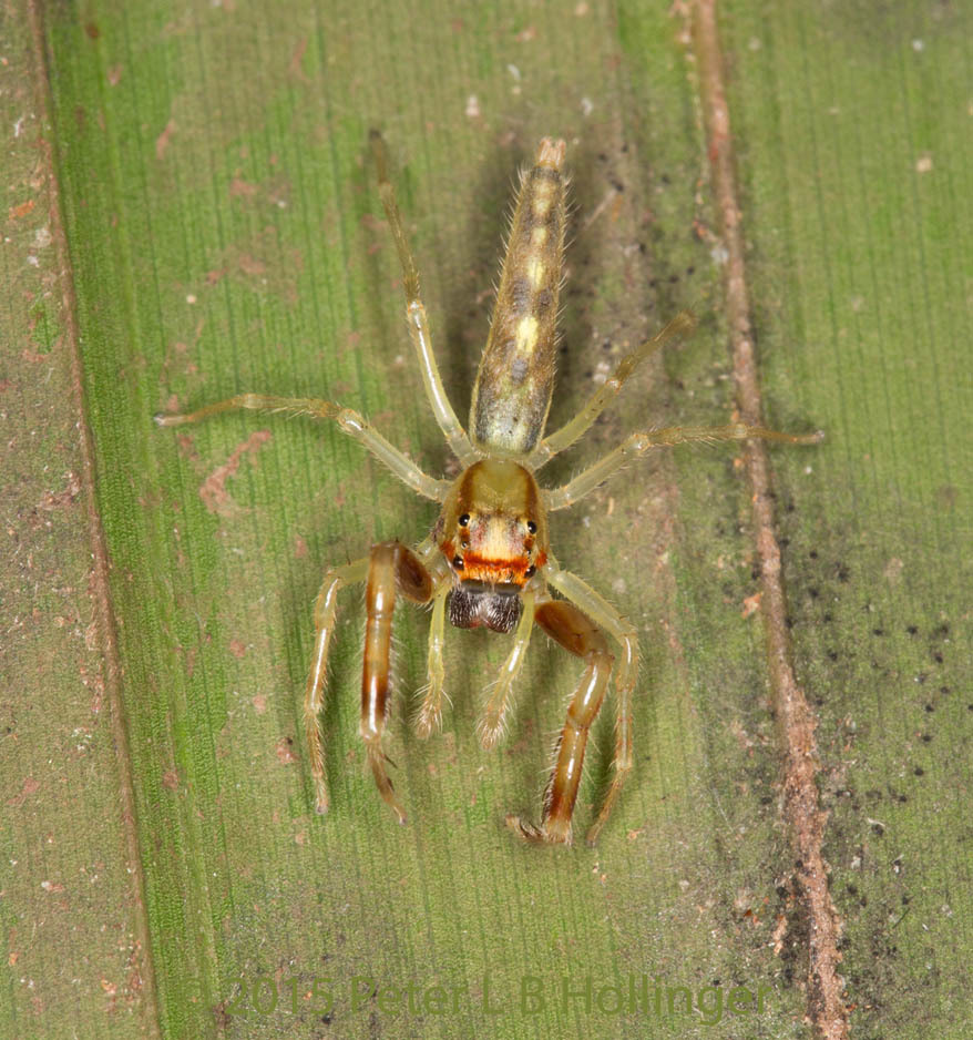 itata-arachinda-papa-s-place-inaturalist