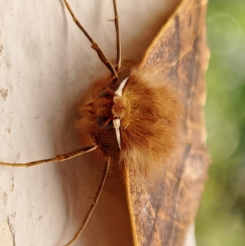 Feathered Thorn
