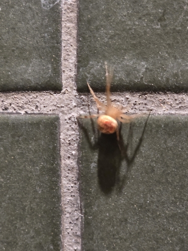 Butterfly Orbweaver