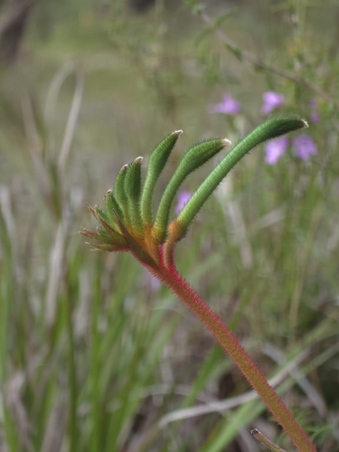 Anigozanthos manglesii manglesii