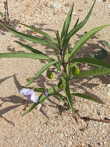 kangaroo-apple
