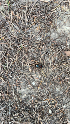Large Velvet Ant