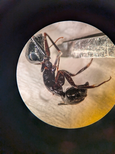 Ethiop Carpenter Ant