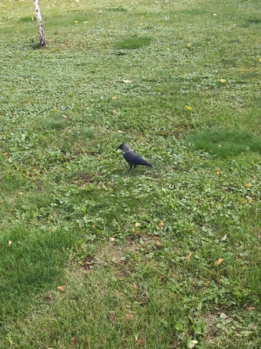 Eurasian Jackdaw