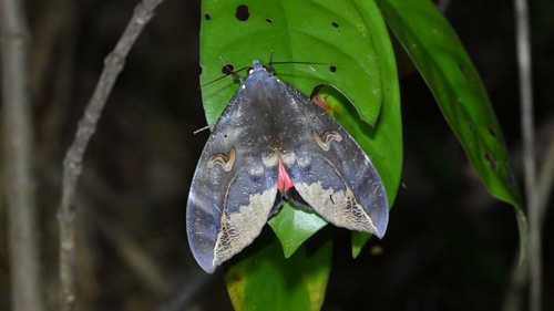 Phyllodes consobrina
