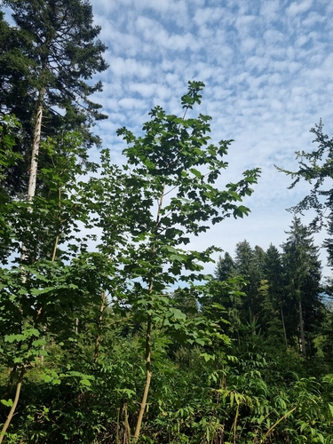 sycamore maple