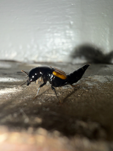 Oxyporus rufipennis