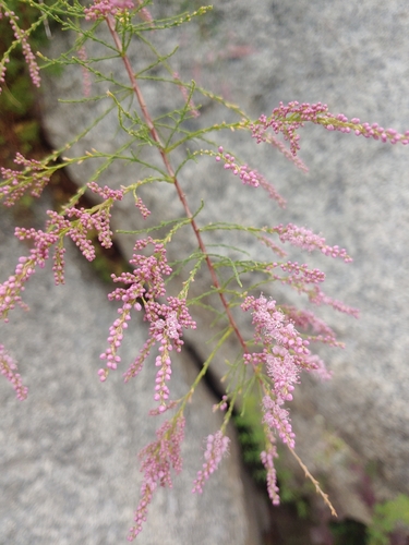Image of Tamarix chinensis by no rights reserved
