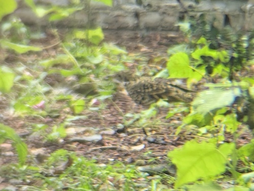 White's Thrush