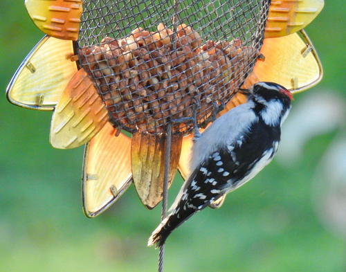 Downy Woodpecker