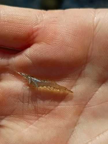 Atyaephyra desmarestii observed 2026-09-24