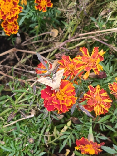 Cotton Bollworm Moth