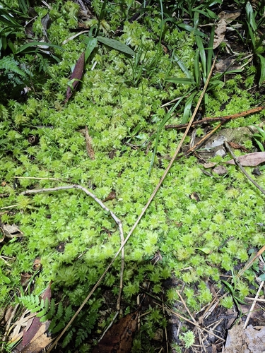 Sphagnum cristatum observed 2026-09-21