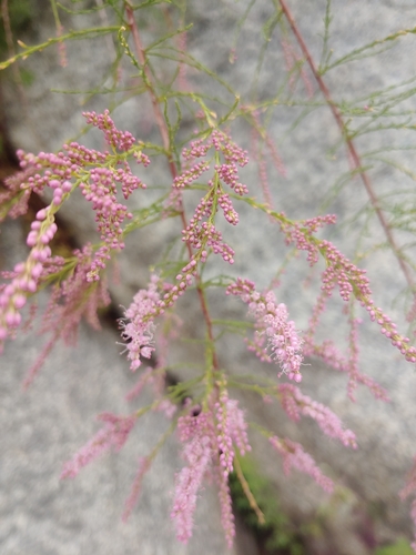 Image of Tamarix chinensis by no rights reserved