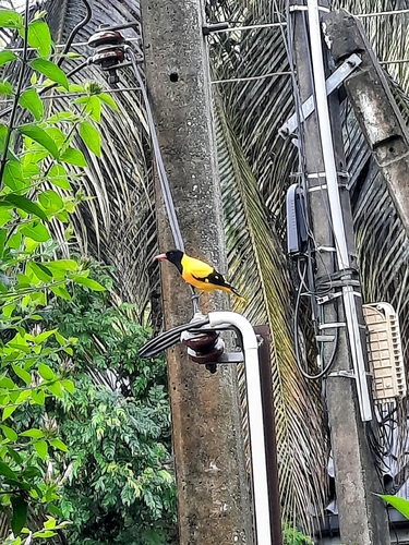 Black-headed Oriole