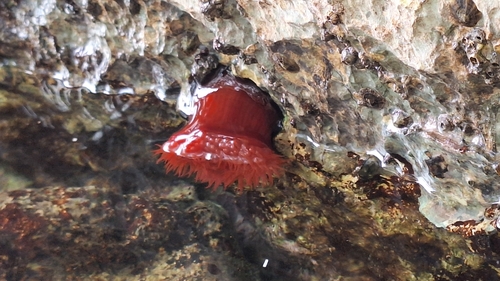 Mediterranean Beadlet Anemone