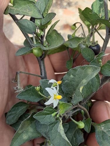 black nightshade
