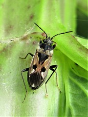 Rhyparochromus vulgaris