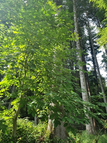 Persian walnut