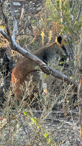 Swamp Wallaby