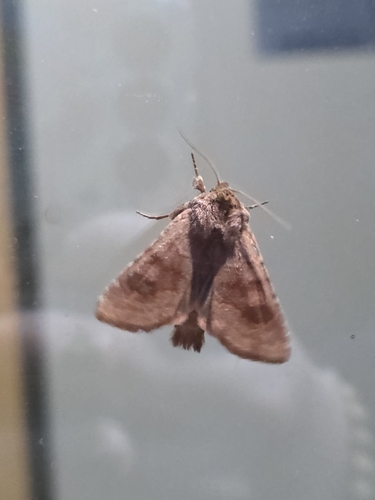 Bronzed Cutworm Moth