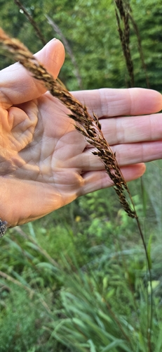 Indiangrass