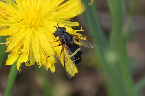 Yellow-girdled Brusheye