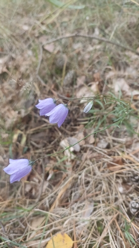 Common Harebell