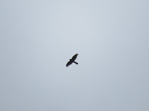 Eurasian Sparrowhawk