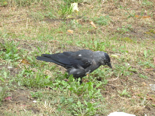 Eurasian Jackdaw