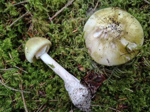 Deathcap