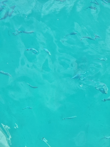 Saddled Seabream