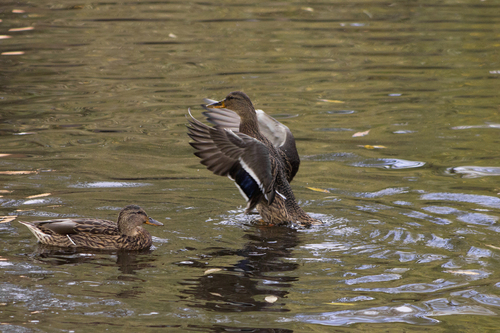 Mallard