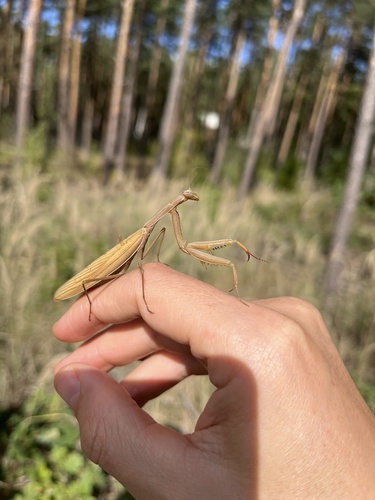 European Mantis
