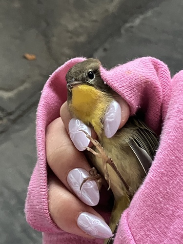 Common Yellowthroat
