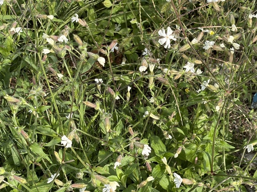 white campion