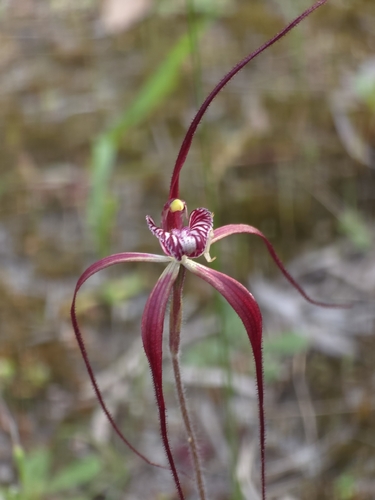Chapman's spider orchid
