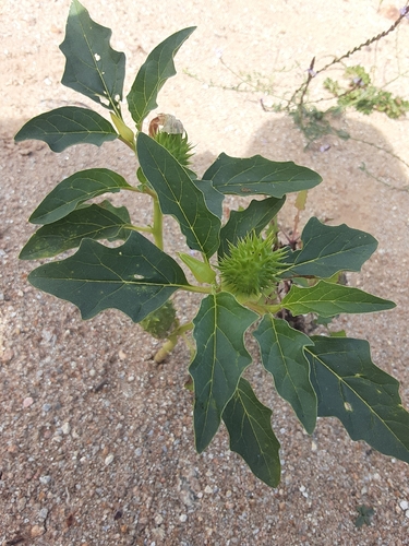 jimsonweed