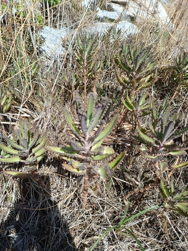 Alligator plant
